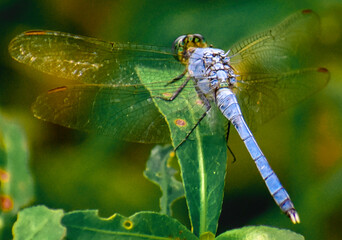 dragonfly on a leaf