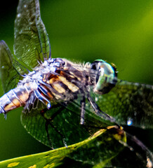 dragonfly on a branch