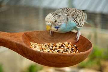 Parrots eat food in the morning. Raising parrots in Thailand. © nopporn