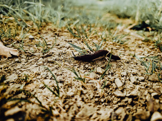 snail on the ground