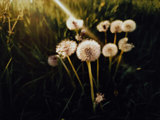 Dandelion 