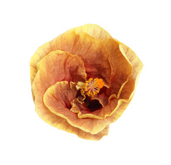 One beautiful hibiscus flower isolated on white © New Africa