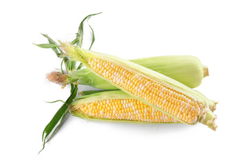 Fresh corn cobs on white background