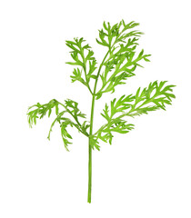 One green carrot twig isolated on white