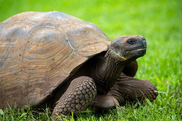 Galapagos Giant Tortoise