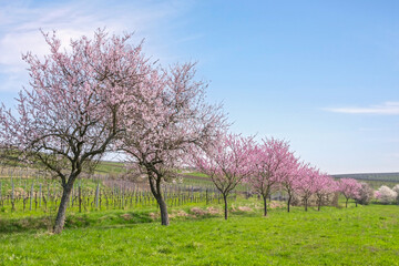 Mandelbaumblüte (Prunus dulcis), Frühling in der Südpfalz