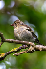Chaffinch (Fringilla coelebs) - Spotted in Father Collins Park, Dublin, Ireland