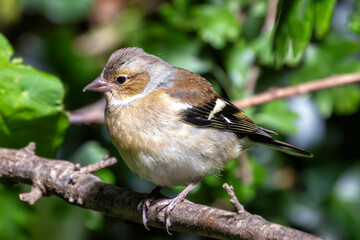 Chaffinch (Fringilla coelebs) - Spotted in Father Collins Park, Dublin, Ireland