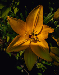 A yellow lily sparkles just like the sun.