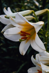 Dazzlingly white, shining church lily.