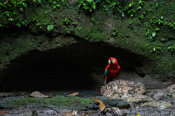 Scarlet Macaw