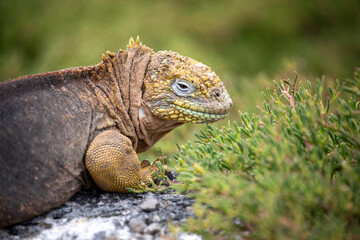 Fototapeta premium Galapagos Land Iguana