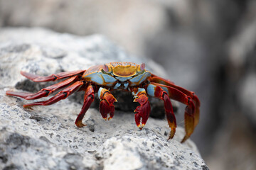 Sally Lightfoot Crab