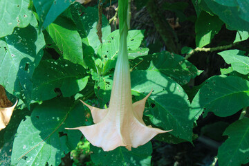 Golden Cascade or Brugmansia Versicolor flowers hang elegantly among green leaves.