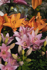 Beautiful flowers that decorate the garden.