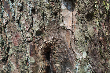 Fototapeta premium Rough texture of bark. Background photo concept with wood or tree bark as a background.