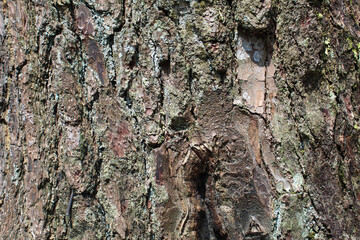 Rough texture of bark. Background photo concept with wood or tree bark as a background.