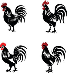 rooster isolated on white background