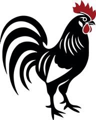 rooster isolated on white background