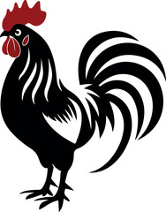 rooster isolated on white background