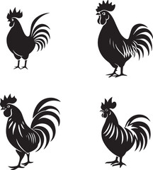 rooster isolated on white background