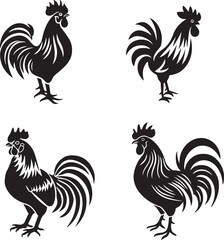 rooster isolated on white background