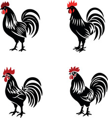 rooster isolated on white background