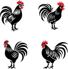 rooster isolated on white background