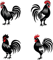 rooster isolated on white background