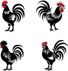 rooster isolated on white background