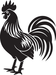 rooster isolated on white background