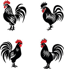 rooster isolated on white background