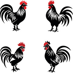 rooster isolated on white background