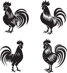 rooster isolated on white background