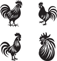 rooster isolated on white background