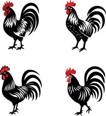 rooster isolated on white background