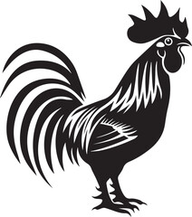 rooster isolated on white background