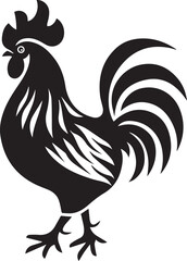 rooster isolated on white background