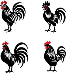 rooster isolated on white background