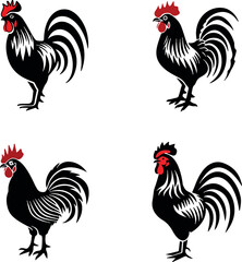 rooster isolated on white background