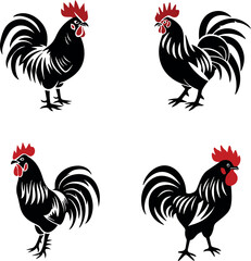rooster isolated on white background