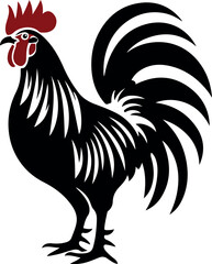 rooster isolated on white background