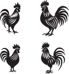 rooster isolated on white background