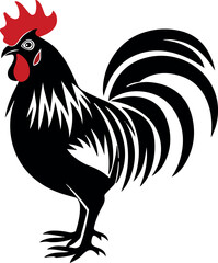 rooster isolated on white background