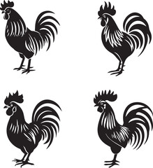 rooster isolated on white background