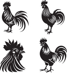 rooster isolated on white background