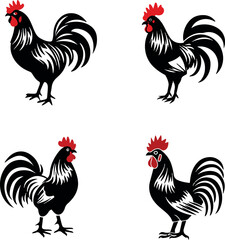 rooster isolated on white background