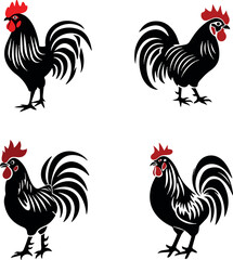 rooster isolated on white background
