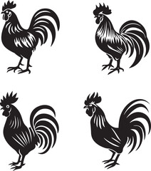rooster isolated on white background