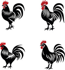 rooster isolated on white background